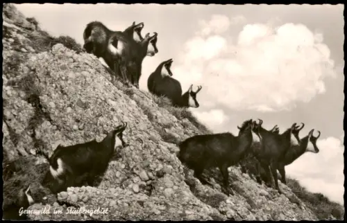Ansichtskarte Neustift im Stubaital Gemswild in Stuibengebiet 1961