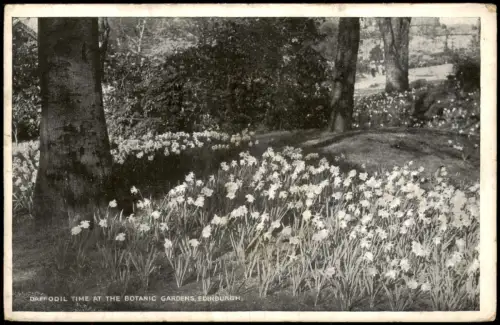 Postcard Edinburg Dùn Èideann DAFFODIL TIME AT THE BOTANIC GARDENS 1928