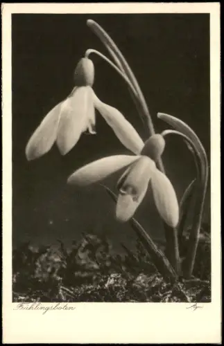 Ansichtskarte  Botanik :: Blumen Schneeglöckchen Fotokunst 1937