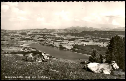 Niedersonthofen-Waltenhofen Kühe auf der Wiese Blick vom Stoffelberg 1964