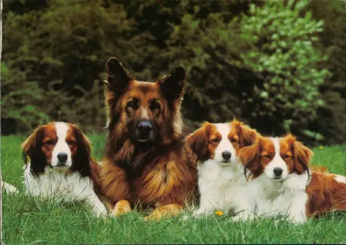 Ansichtskarte  Kooikerhondjes langh. Schäferhündin Tiere - Hunde 1981