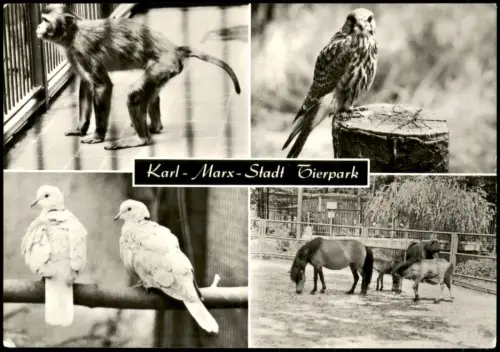 Ansichtskarte Chemnitz 4 Bild Tierpark Tiere 1978
