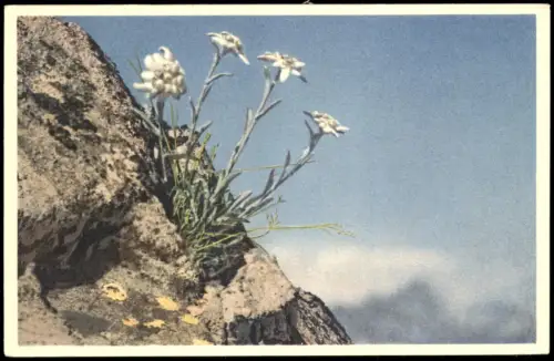 Ansichtskarte  Blumen & Botanik: Edelweiß Leontopodium alpinum Alpen 1954