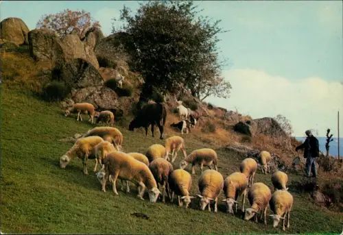 CPA .Frankreich Pâturage en montagne Schäfer Schafe 1978