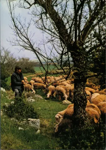 Ansichtskarte  Schäfer Moutons Schafe Sheep Pecore 1978