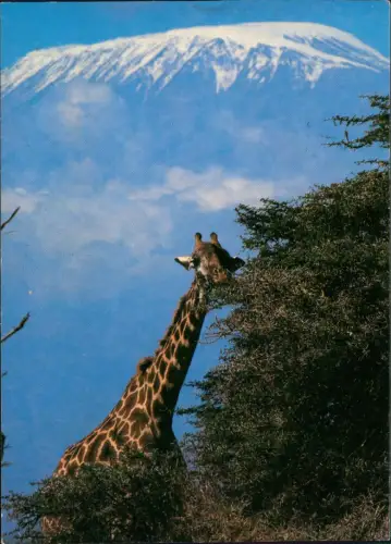 Postcard Moshi Moschi Kilimandjaro Moshi Maasai Giraffe 1991