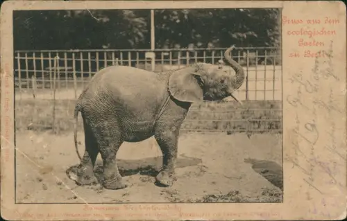 Ansichtskarte Tiergarten-Berlin Zoologischer Garten Elefanten Baby 1903