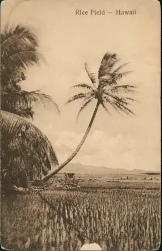 Postcard _Hawaii Allgemein Rice Field Palmen Hawaii 1912