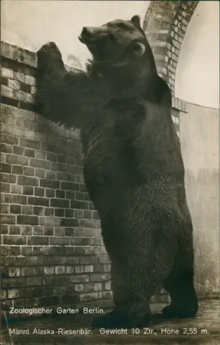 Tiergarten-Berlin Zoologischer Garten Männl. Alaska-Riesenbär 1933