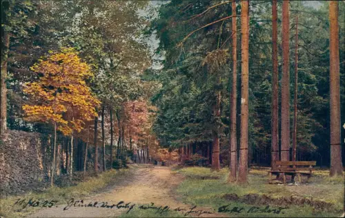 Ansichtskarte Langebrück-Dresden Dresdner Heide Saugarten Herbststimmung 1925