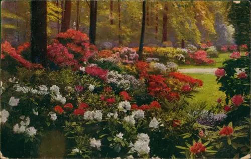 Großer Garten-Dresden Kgl. Grosser Garten. Rhododendronhain.Photochromie 1924