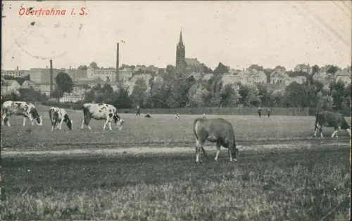 Ansichtskarte Limbach-Oberfrohna Kühe auf der Weide - Stadt 1924