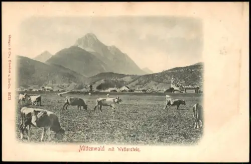Ansichtskarte Mittenwald Kühe auf der Weide - Wetterstein 1908