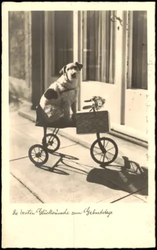 Ansichtskarte  Geburtstag Birthday Fotokunst Hund auf Dreirad 1938