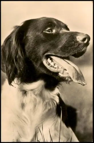Ansichtskarte  Tiere - Hunde Kleiner Münsterländer Fotokarte 1968