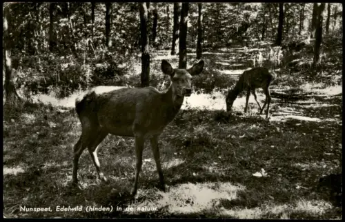 Postkaart Nunspeet Edelwild (hinden) in de natuur 1968  Nederland