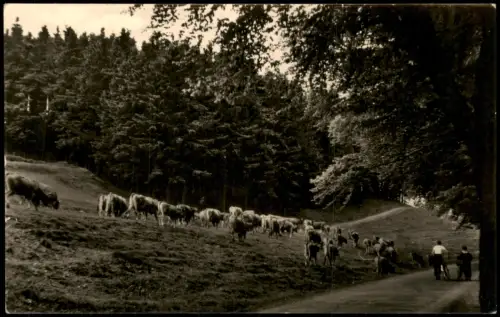 Ansichtskarte Brotterode Am Inselberg Viehabtrieb Kühe 1958