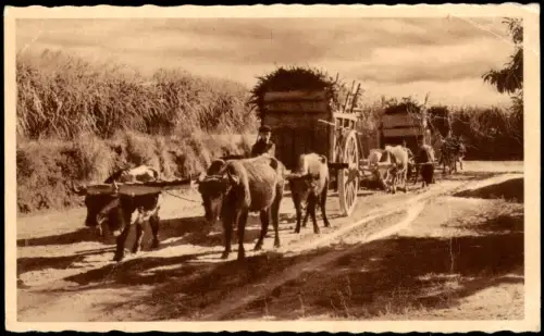 Postcard .Argentinen .Argentina Caretta Tucumana Ochsenfuhrwerke 1954