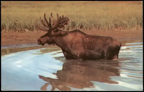 Postcard Kanada (allgemein) Tiere Bull Moose 1968  Canada gel. Air Mail