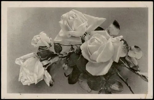 Ansichtskarte  Botanik Blumen Rosen 1946  gel. Dillingen Gebühr bezahlt Stempel