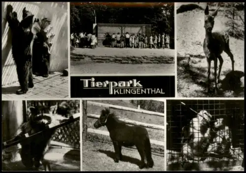 Klingenthal Tierpark DDR Mehrbild-AK mit Pony, Affen, Tieren 1981