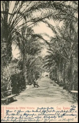 Cartolina San Remo Sanremo Palmiers de l'Hôtel Victoria 1906