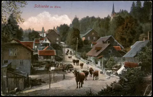 Ansichtskarte Schierke Straßenpartie Kühe 1925