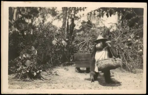 Ansichtskarte  Tiere - Affen Affe gekleidet als Mensch Fotokarte 1940