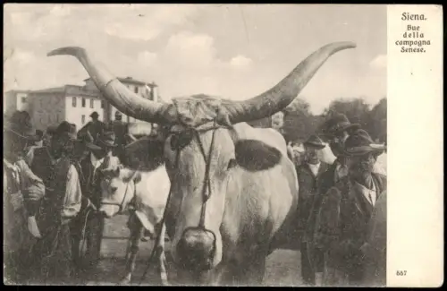 Cartolina Siena Bue della campagna Senese, Einheimische mit Bullen 1908