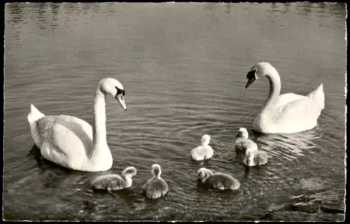 Ansichtskarte  Tiere - Vögel Schwanen Familie Fotokarte 1968