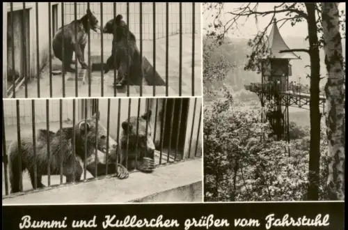 Ansichtskarte Bad Schandau Fahrstuhl Bären Bummi u. Kullerchen 1972