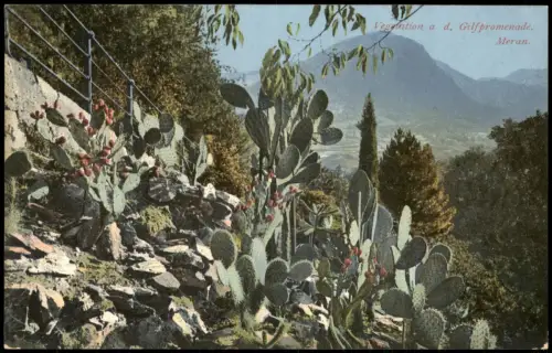 Cartolina Meran Merano Kakteen an der Gilfpromenade 1914