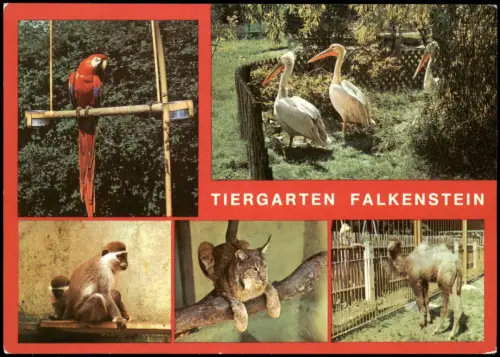 Falkenstein (Vogtland) DDR Mehrbild-AK  Tierpark Ara Pelikane Meerkatzen   1988
