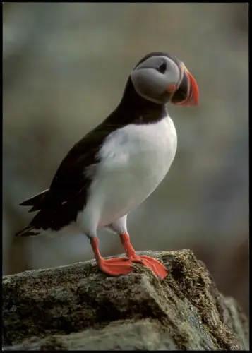Ansichtskarte  LUNDE Tiere Vögel Vogel Wasservogel 2000