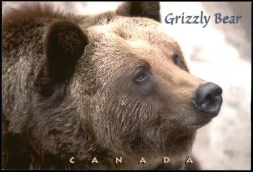 Ansichtskarte  Tiere Bären GRIZZLY BEAR (Kanada Canada) 2000