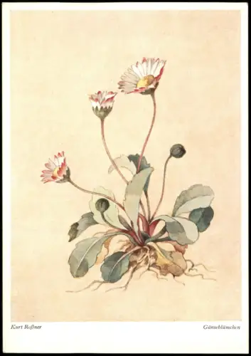 Ansichtskarte  Blumen (Bild) Künstlerkarte Kurt Roßner Gänseblümchen 1965