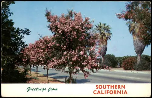 Postcard Kalifornien Crepe Myrtle, Palm trees and fragrant orange 1976