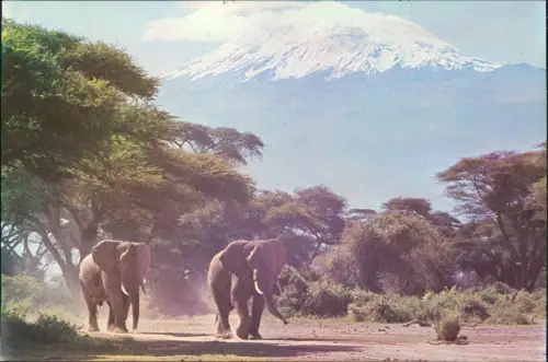 Postcard Nairobi Elefanten vor dem Kilimandscharo 1980