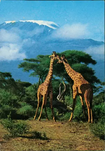 Postcard Nairobi Giraffen vor dem Kilimandscharo 1980