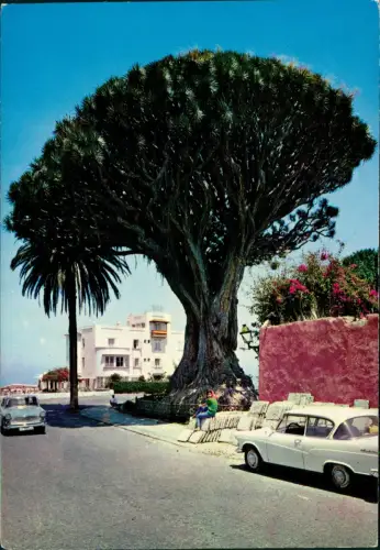 Postale Icod de los Vinos Drachenbaum El Drago 1965