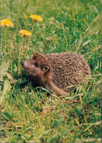 Ansichtskarte Bielefeld Igel auf einer Wiese 1978
