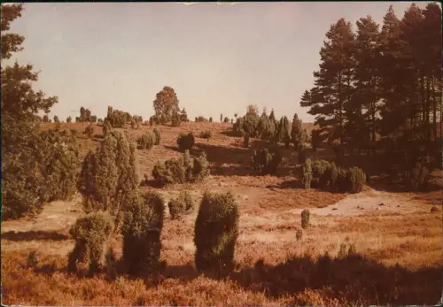 Ansichtskarte Lüneburger Heide Lüneburger Heide mit Wacholderbüschen 1980