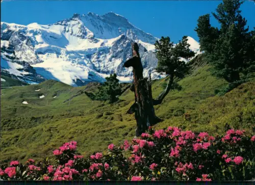 Ansichtskarte Grindelwald Jungfrau (Schweizer Alpen) 1985