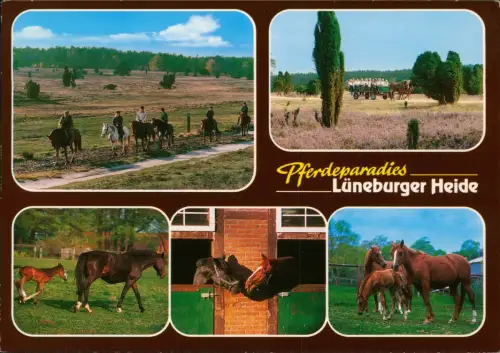 Ansichtskarte .Niedersachsen Lüneburger Heide Pferde Mehrbild 2001