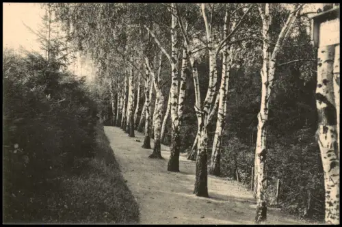 Ansichtskarte Leisnig Partie im Stadtwäldchen. Birken 1914