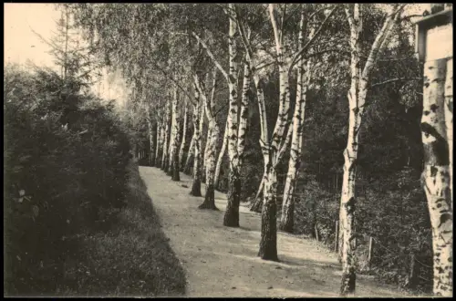 Ansichtskarte Leisnig Partie im Stadtwäldchen. Birken 1914