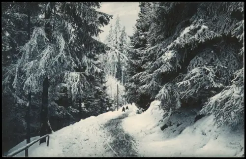 Ansichtskarte Bärenburg-Altenberg (Erzgebirge) Rodelbahn im Winterwald 1913
