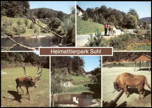 Suhl Heimattierpark: Teich, Teilansicht, Rothirsch, Höckerschwäne, Wisent 1984