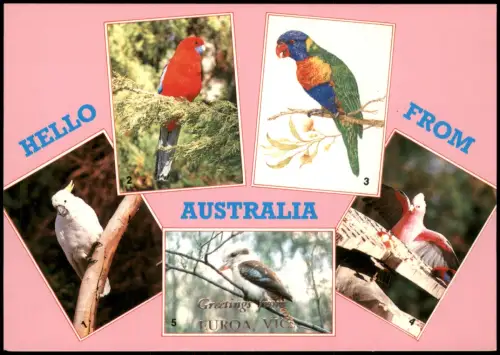 Tiere Vögel Australien: Cockatoo, Crimson Rosel, Rainbow Lorikeet, Galahs 1980