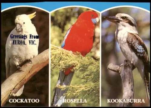 Greetings From EUROA Tiere Vögel Australien Birds Australia 1980